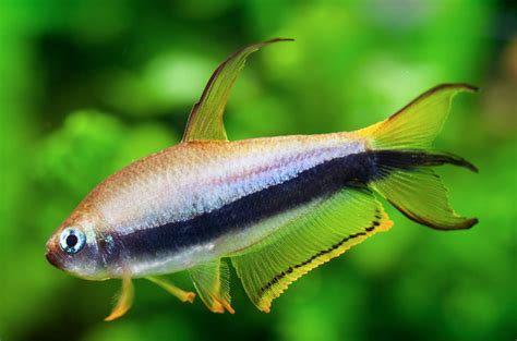 Emperor Tetra