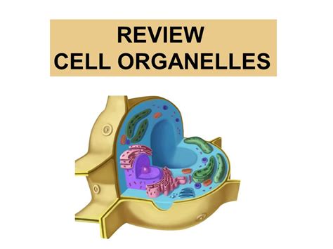 (PPT) REVIEW CELL ORGANELLES. What is this?A protist Amoeba - DOKUMEN.TIPS