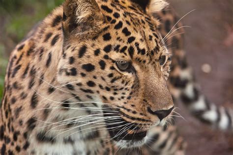 leopard   stock photo public domain pictures