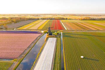 Guided Bike Tour along the Dutch Tulip Fields in Noord Holland 2024 ...