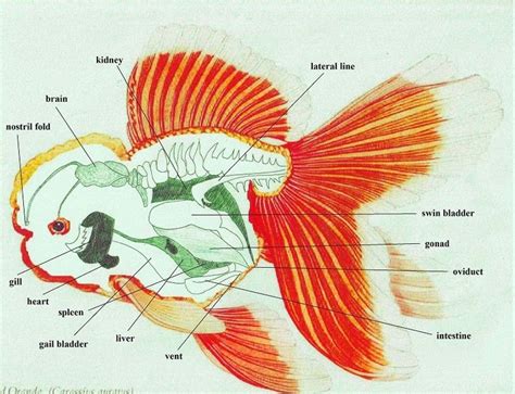 267 best Goldfish & Koi images on Pinterest | Goldfish, Pisces and ...