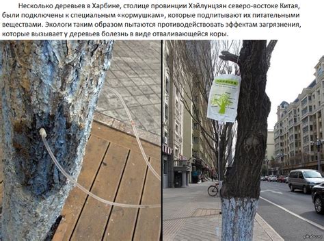 Капельница для деревьев | Пикабу