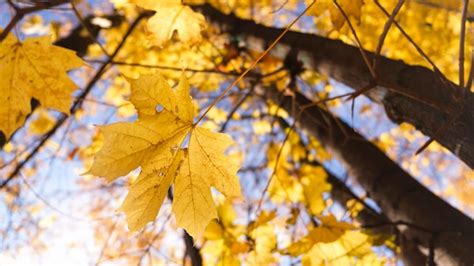 Premium Photo Beautiful Autumn Landscape With Yellow Trees And Sun