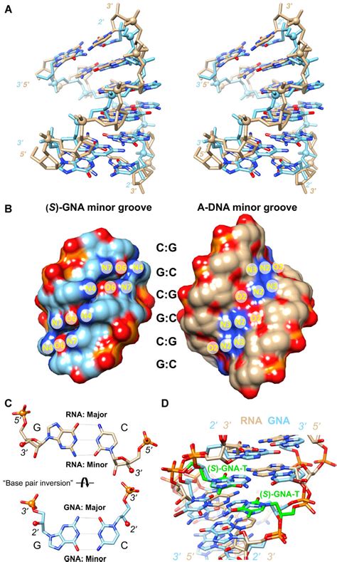 Gna Displays An Inverted Base Pair Orientation Relative To Dna And Rna