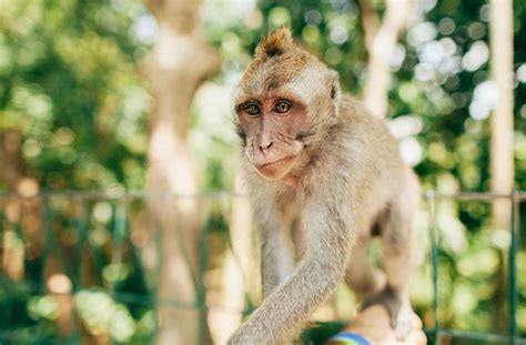 Monkey Forest 14th Century Sacred Forest Sanctuary In Ubud A Must