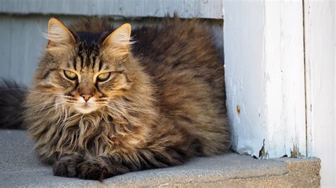 Fluffy Tabby Cat