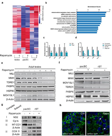 Chronic Rapamycin Treatment Affects The Expression Of Mitochondrial And