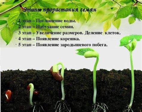Томат Хайнц. Характеристика, описание сорта, отзывы, фото, урожайность