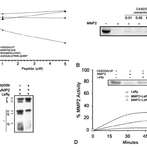 A Dose Dependent Cleavage Of Lefty By Mmp2 Mmp2 0 40 200 And 400