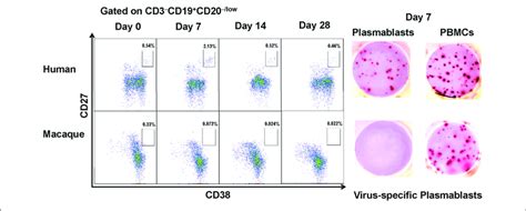 Antibody Secreting Plasmablasts From Chinese Rhesus Macaques Are Download Scientific Diagram