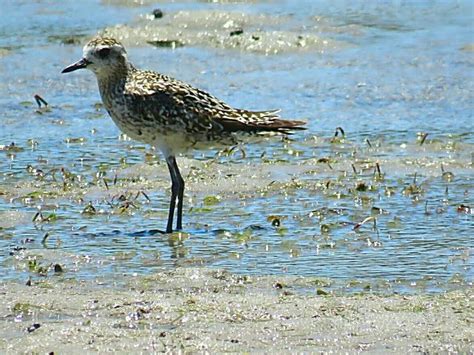 Bird Travel Photos Birding Sites Bird Information Molting Pacific