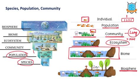 What Is The Meaning Of Species Population Community Biome La