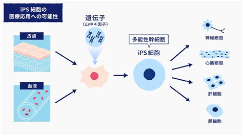 Ips創薬事業｜株式会社ケイファーマ（k Pharma Inc）