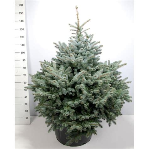 Blågran 'Glauca Globosa' - Nåletræer - Plantetorvet.dk