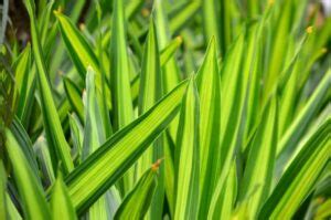 Plante serpent origine bienfaits entretiens variétés