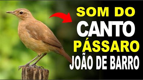 Som do canto do pássaro JOÃO DE BARRO YouTube