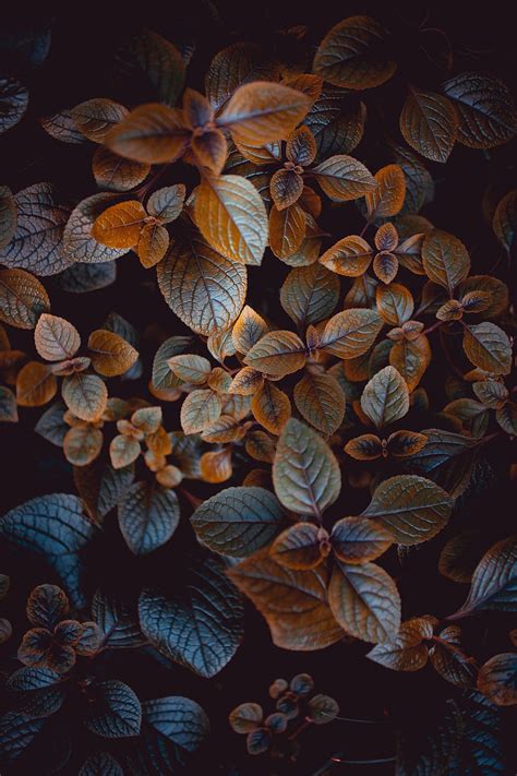 Leaves Plant Carved Macro Bush Blur HD Phone Wallpaper Peakpx