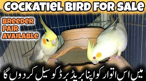 Cockatiel Bird For Sale Cockatiel Bird Price Youtube