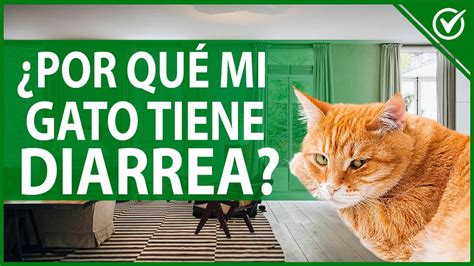 Gatos con Diarrea Qué hacer Tratamiento y Remedios Caseros YouTube