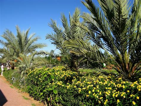 Premium Photo | The oasis in sahara desert morocco