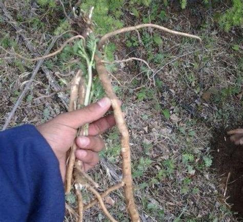 在農田裏，有1種黃芪，比「板藍根」有價值，挖1棵少1棵，珍貴 每日頭條