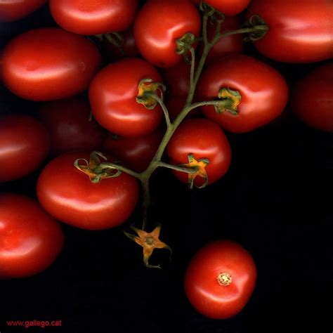 Tomates Vermelles Fotograf A Realizada Con Un Escaner Plan Jordi