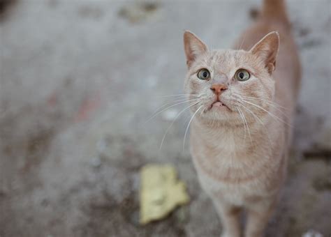 Skin Lumps And Bumps On Pets When You Should Worry Heartland Animal