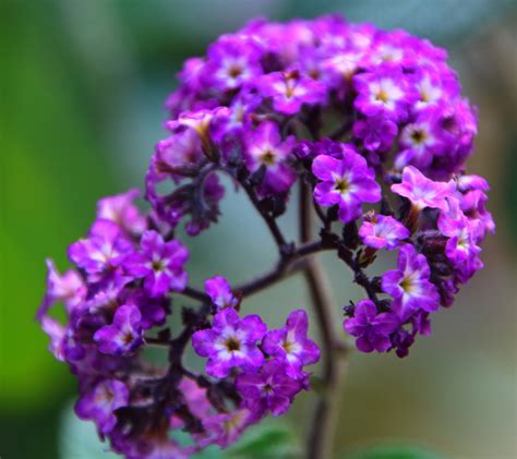 23 Beautiful Annual Flowers That Bloom All Summer