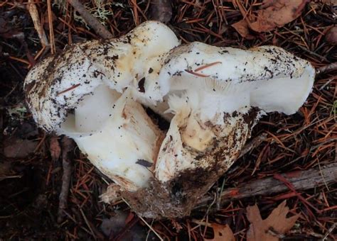 American Matsutake Identification Foraging And Concerns Mushroom