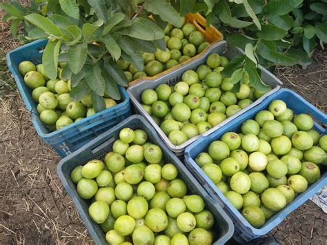 High Yield Hybrid Guava Varieties in India: State Wise Cultivars