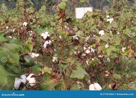 Peruvian Pima Cotton On Tree In Farm Stock Image Image Of Pure