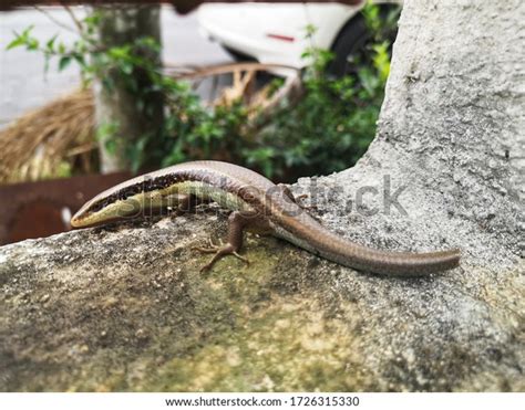 625 Common Garden Skink Images, Stock Photos & Vectors | Shutterstock