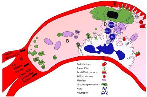 Multicellular Interactions Between Neutrophils Tumor Cells Platelets