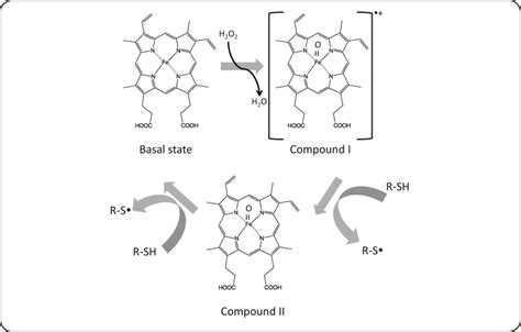 Suggested Mechanism For The Oxidation Of Thiols To Disulfides Catalyzed