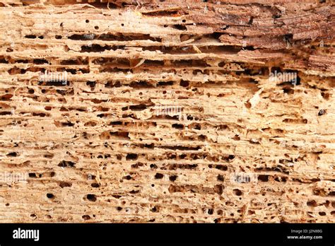 Detail Of Fir Wood Damaged By Fungus And Insects Wood Boring Beetle