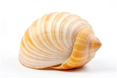 Shell seashell animal conch. | Premium Photo - rawpixel