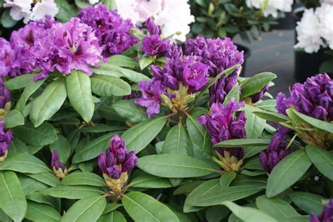 Rhododendron AZURRO - www.rhodofreuden.de