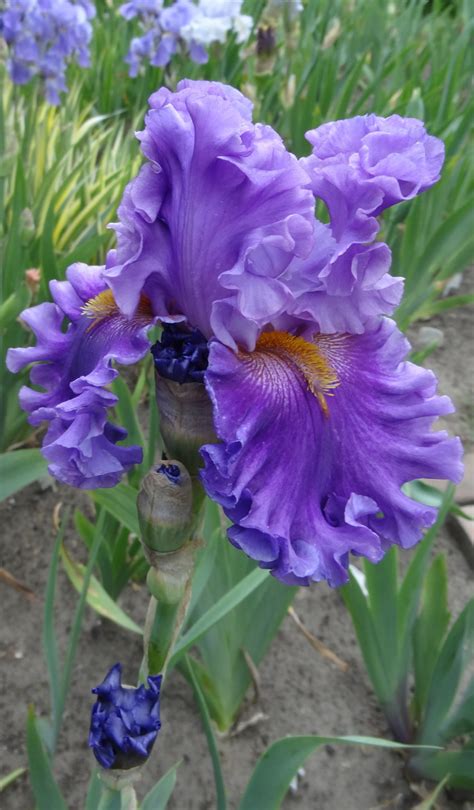 Сад радостей земных