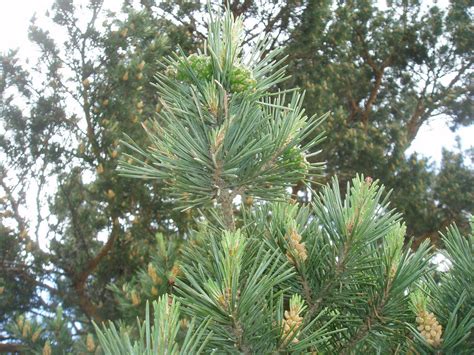 PINO SILVESTRE: Pinus sylvestris | Plantas rioMoros