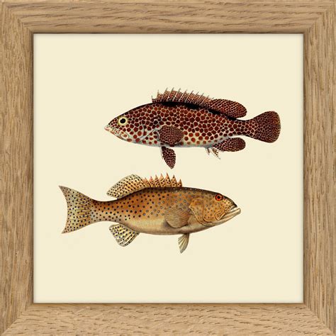 Kunstdruck Fische Mit Bilderrahmen Eiche The Dybdahl 10 X 10 Cm