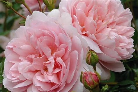 Роза Вайлдив — фото и описание сорта с отзывами