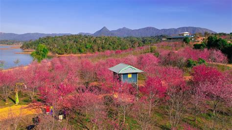 Talk About Tet Activities And Traditions