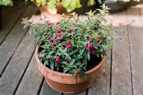 Fuchsia Plant Care And Growing Guide