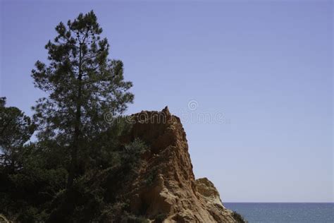 Growth On A Sandy Cliff Vegetation Of Robust Plants Stock Photo