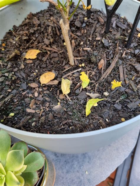 Is my Wisteria dying, or is it just Autumn? : r/plantclinic