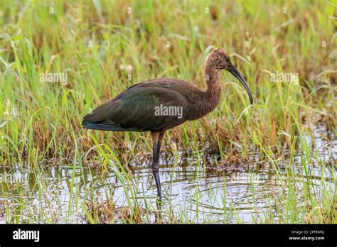 White Faced Ibis Plegadis Chihi Wading In A Swamp In Oklahoma Citys