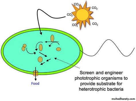 bacterial physiology pptx  olyd muhadharaty
