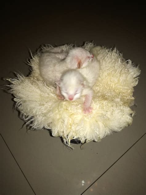 Ragdoll Siam - 🎉🎀🎊🎈ตอนรับ Ragdoll...