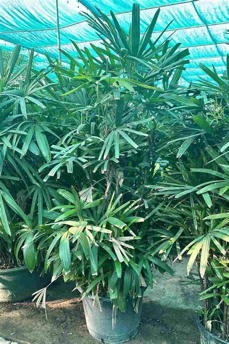 Buy Rhapis Excelsa Bushy Tall Plantshop Me