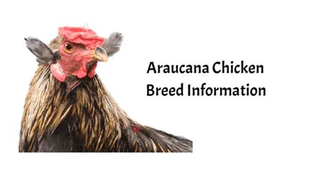 Araucana Chicken: Everything You Need To Know